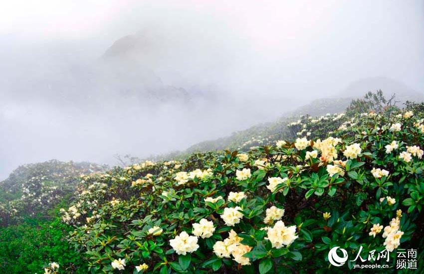 Восемь знаменитых цветов провинции Юньнань