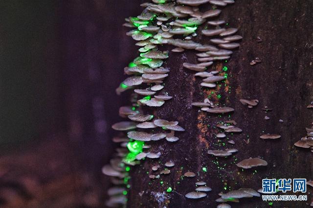 Светящиеся грибы в тропическом ботаническом саду Сишуанбаньна