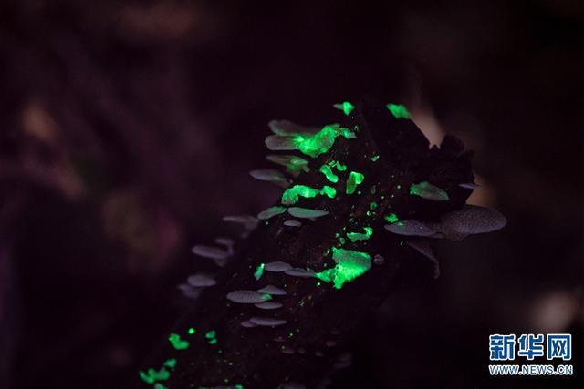 Светящиеся грибы в тропическом ботаническом саду Сишуанбаньна