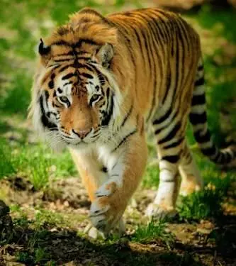 В Китае неуклонно растет численность диких маньчжурских тигров