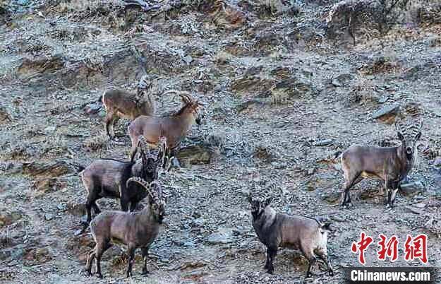 Жители Внутренней Монголии принимают активное участие в защите диких животных