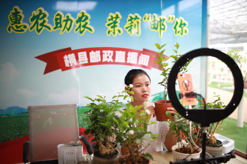 В городе Хэнчжоу зацвел благоухающий жасмин