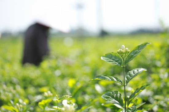 Выращивание жасмина способствует развитию сельской местности