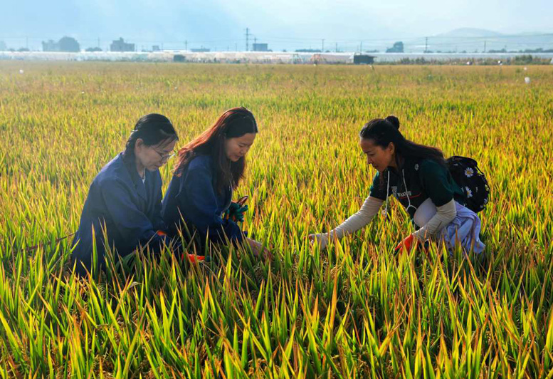 Урожайность с каждого му базы гибридного риса в китайской провинции Юньнань на протяжении четырех лет превышает 1100 кг 