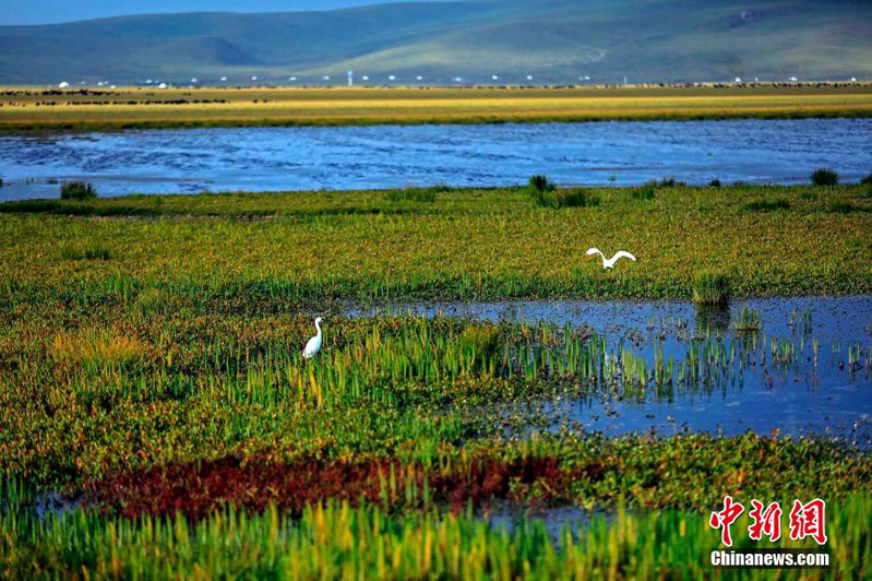 Озеро Хуаху — птичий рай на Юго-Западе Китая