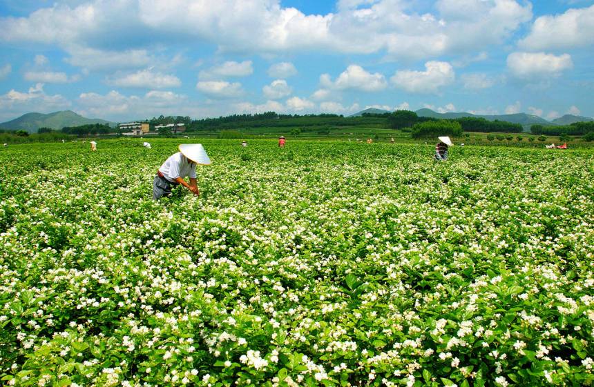 Выращивание жасмина в китайском городе Хэнчжоу помогает осуществлению мечты о средней зажиточности 