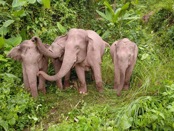 На юго-западе Китая откроется «столовая» для азиатских слонов