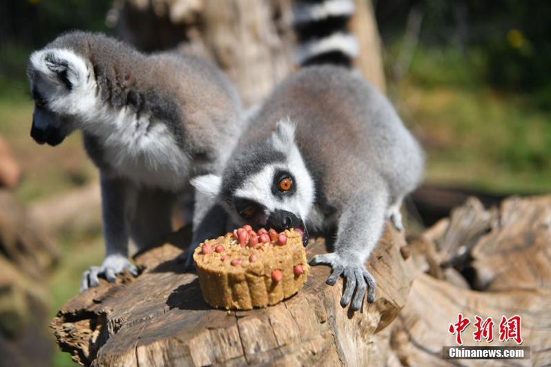 Животные китайского зоопарка лакомятся пряниками "юэбин"