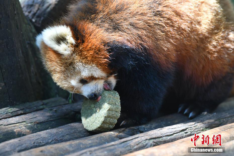 Животные китайского зоопарка лакомятся пряниками "юэбин"