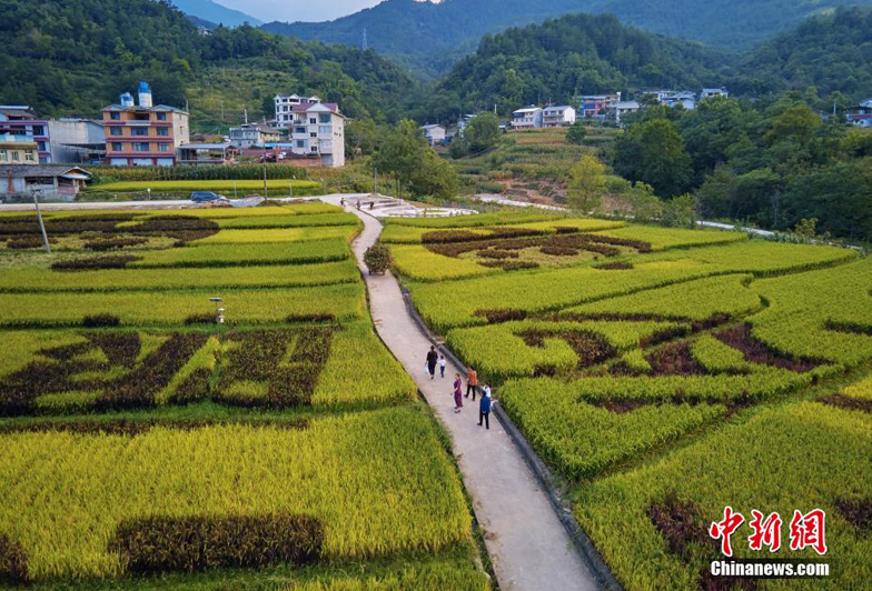 Золотистые рисовые поля украшают сычуаньскую деревню