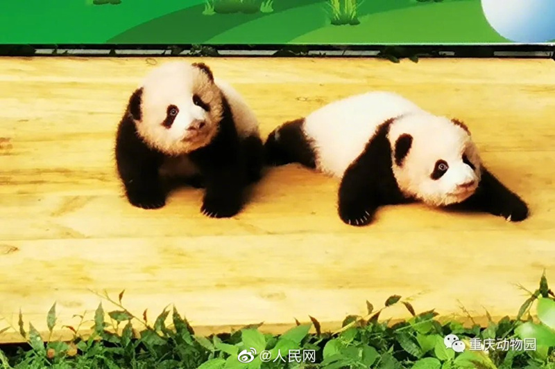 Чунцинский зоопарк готовится к выбору имен для двух детенышей-близняшек большой панды
