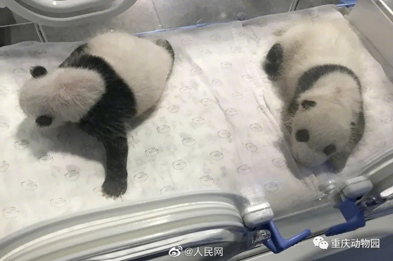 Чунцинский зоопарк готовится к выбору имен для двух детенышей-близняшек большой панды