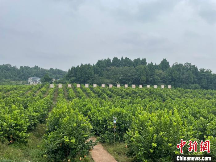 Выращивание лимонов содействует подъему деревень на юго-западе Китая