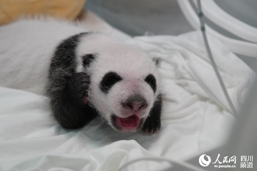 В Китайском центре по защите и исследованию больших панд родилось 24 детеныша панды