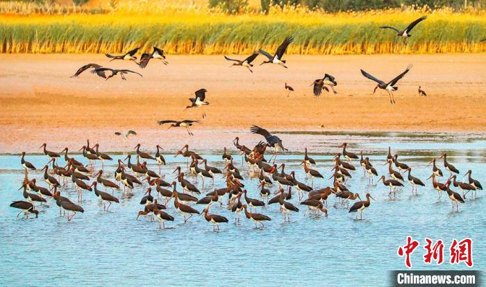 Водно-болотные угодья реки Хэйхэ стали местом размножения редчайших птиц
