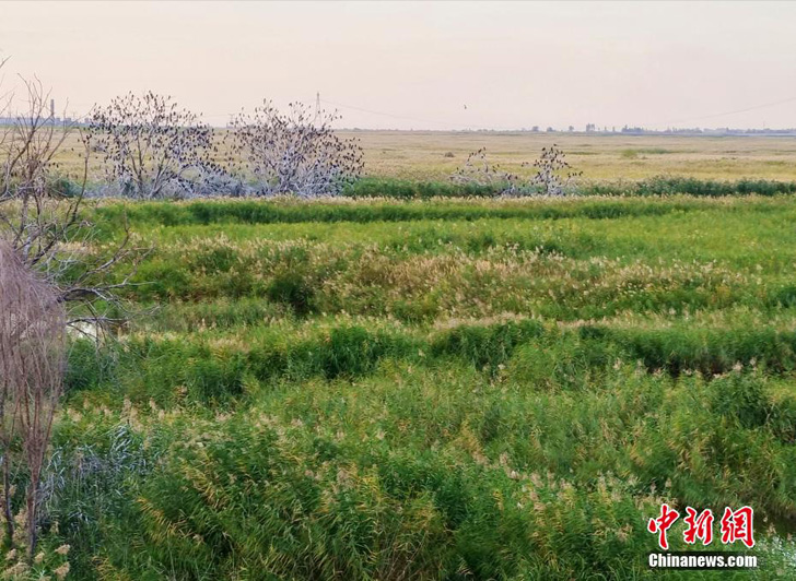 Осенние виды водно-болотных угодий Манаса на северо-западе Китая