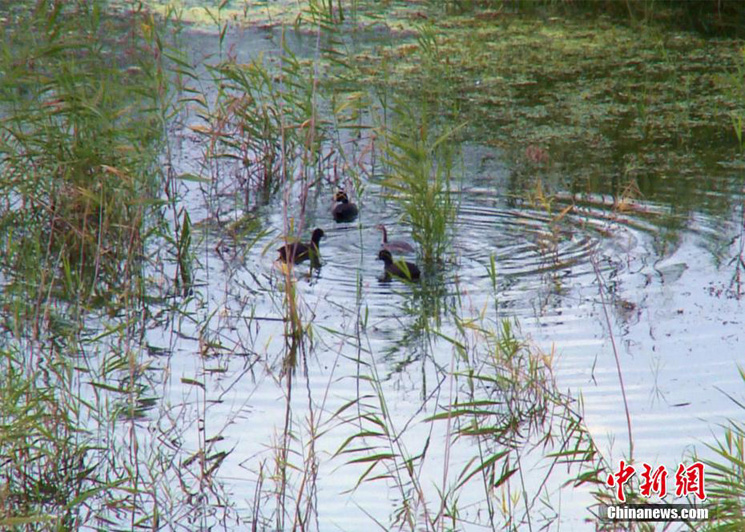 Осенние виды водно-болотных угодий Манаса на северо-западе Китая