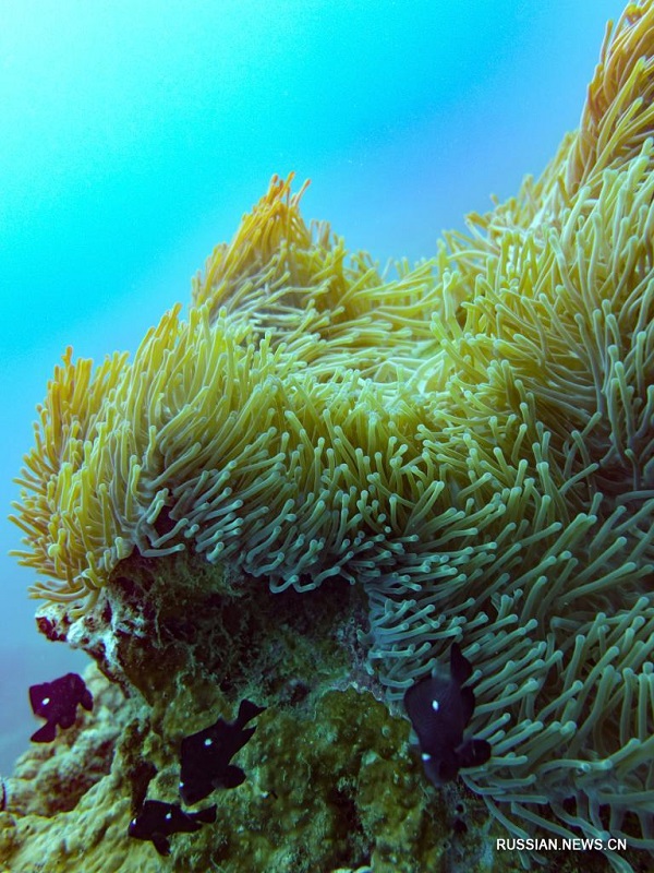 Богатый подводный мир у острова Хайнань