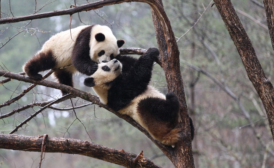 Белая книга: ареалы обитания диких животных в Китае продолжают расширяться