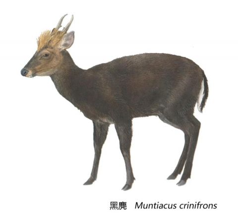 Редчайший вид животных был замечен на юго-востоке Китая