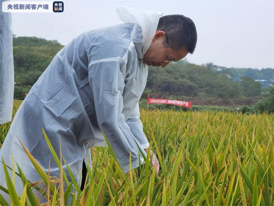 В Китае побит рекорд урожайности гибридного риса