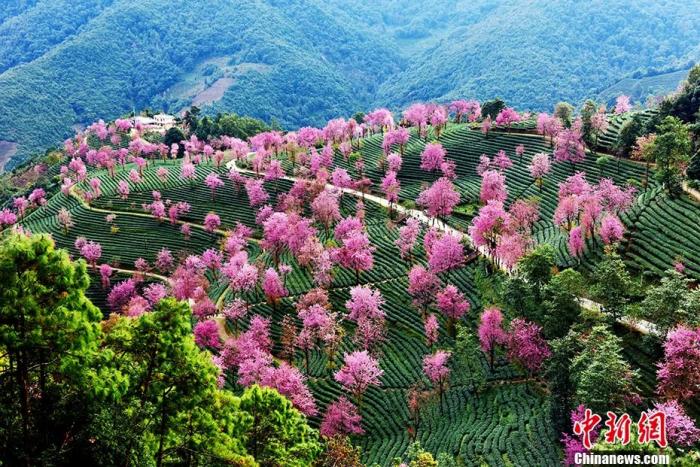 Провинция Юньнань — "мировой цветочный сад"