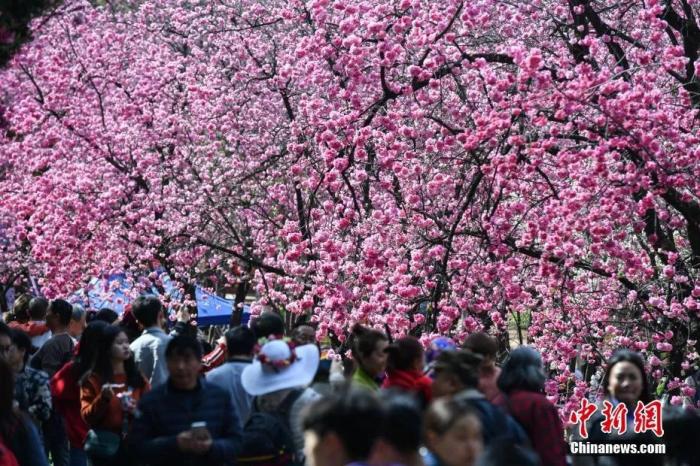 Провинция Юньнань — "мировой цветочный сад"