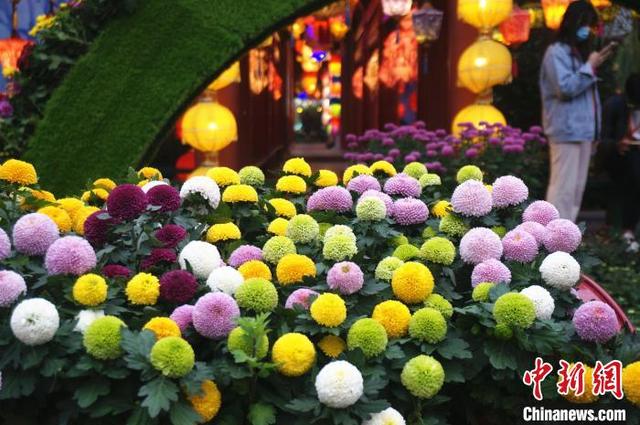 Фестиваль хризантем проходит в городе Кайфэн