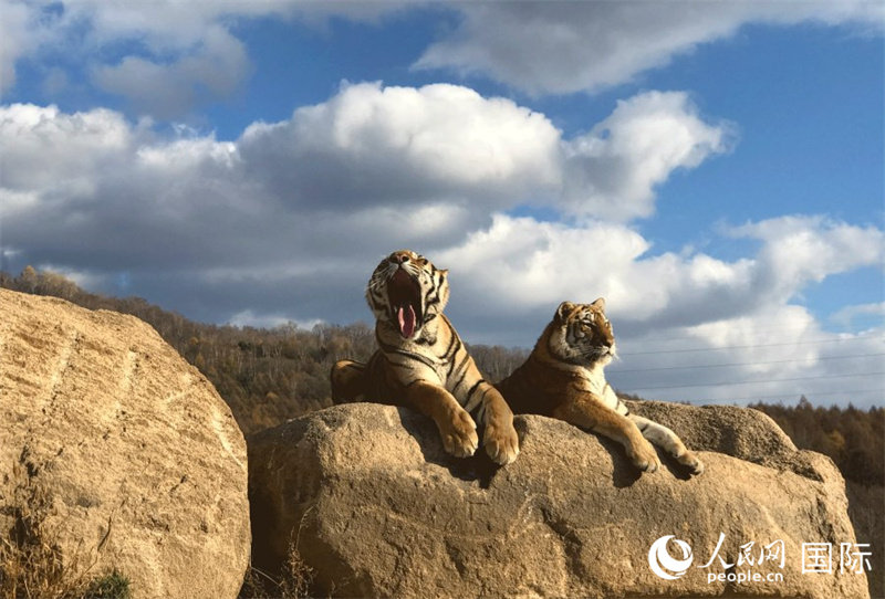Хэндаохэцзы - крупнейший в мире центр разведения маньчжурских тигров