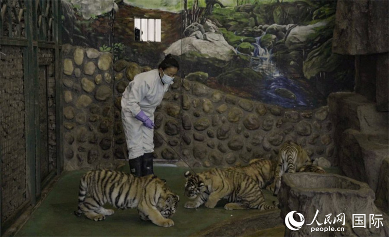 Хэндаохэцзы - крупнейший в мире центр разведения маньчжурских тигров
