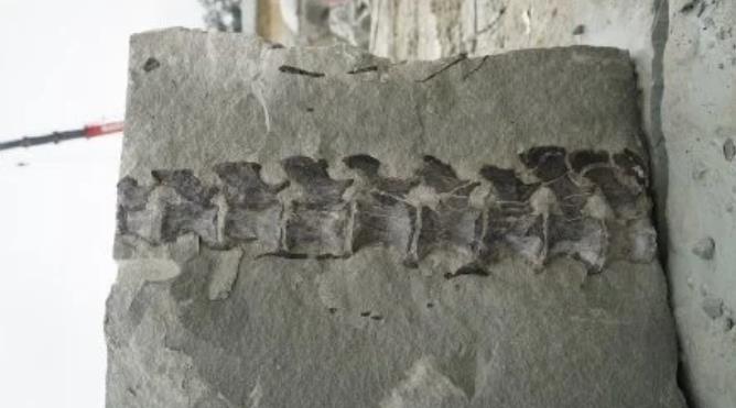 В китайской провинции Сычуань обнаружены окаменелости динозавра, жившего около 160 млн. лет назад