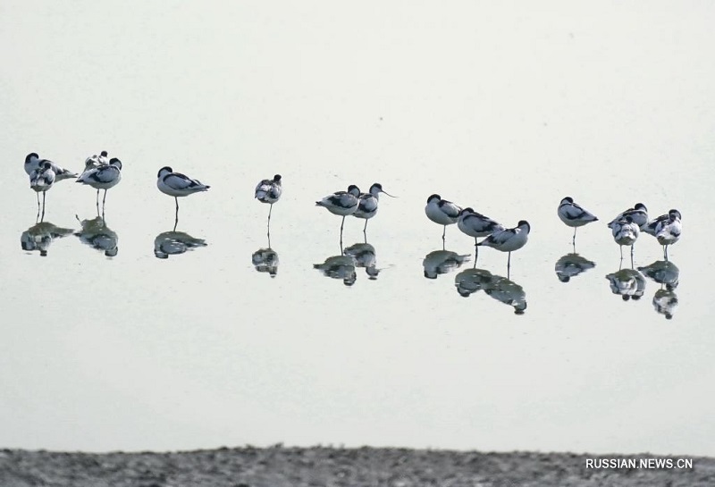 Перелетные птицы в парке Цаофэйдянь