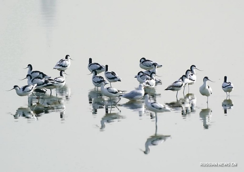 Перелетные птицы в парке Цаофэйдянь