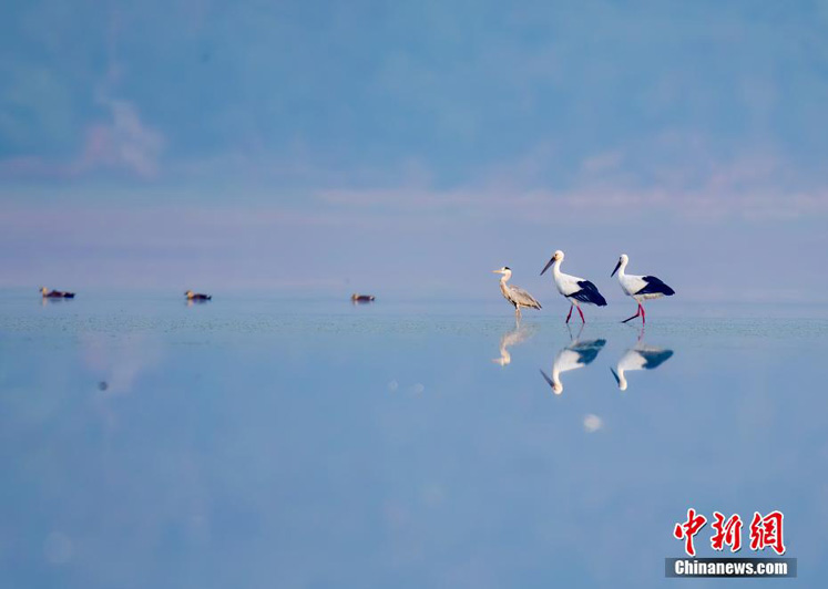 Стая дальневосточных аистов на озере Поянху