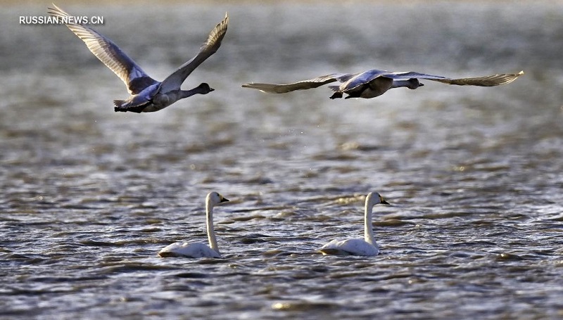 В водно-болотные угодья на северо-западе Китая прилетели белые лебеди