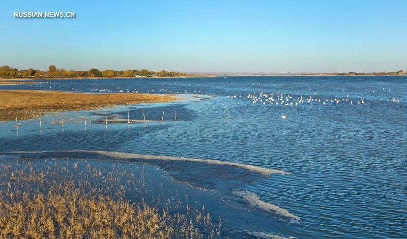 В водно-болотные угодья на северо-западе Китая прилетели белые лебеди