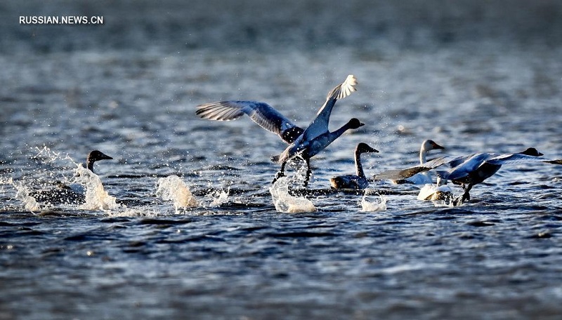 В водно-болотные угодья на северо-западе Китая прилетели белые лебеди