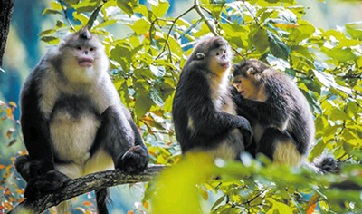 Китаец Чжун Тай и его 38-летняя история защиты редкого вида приматов