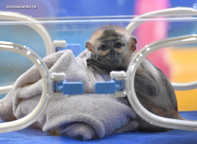 Посетители зоопарка Чанлун увидели первого в Китае искусственно выведенного детеныша черноногого тонкотела