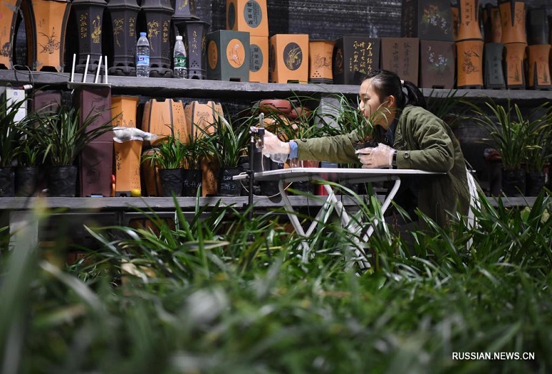 Производители орхидей из уезда Вэнъюань осваивают электронную торговлю