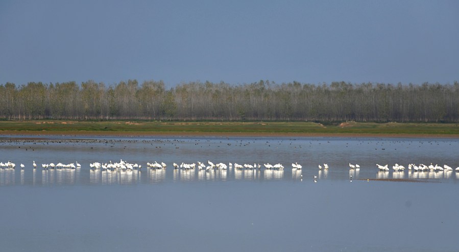 Природный заповедник "Хэнлинху" в Центральном Китае привлек более 30 тыс. перелетных птиц