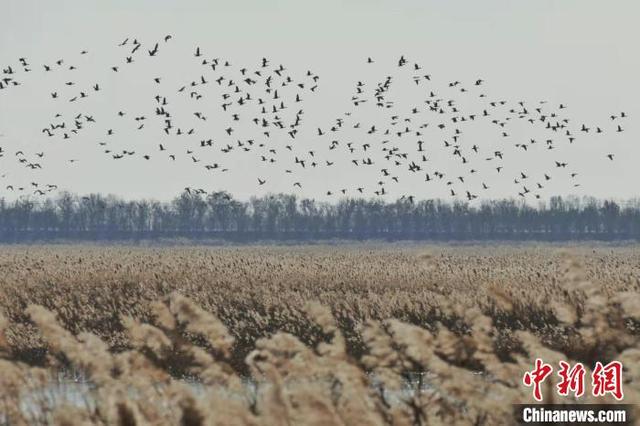 Около 400 тыс. перелетных птиц прилетели в заповедник водно-болотных угодий Бэйдаган на севере Китая