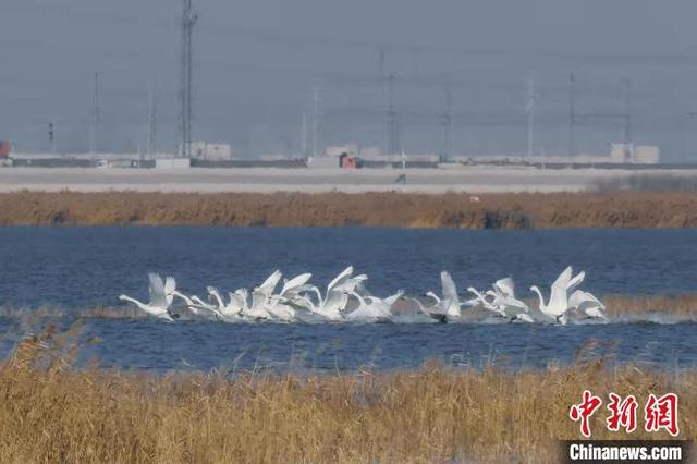 Около 400 тыс. перелетных птиц прилетели в заповедник водно-болотных угодий Бэйдаган на севере Китая