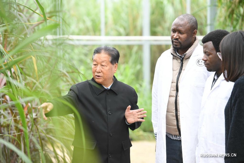 "Отец травы Цзюньцао" Линь Чжаньси и его изобретение помогают жителям развивающихся стран "Пояса и пути"