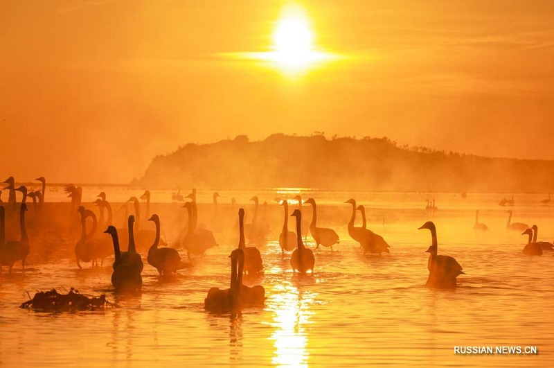 Ноябрьское утро на "лебедином озере"