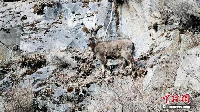 Дикие животные в национальном парке Саньцзянюань находятся под эффективной защитой