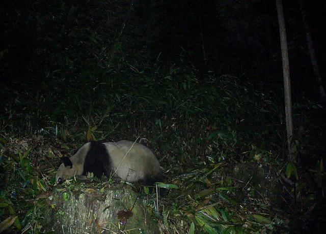 В лесу Сычуаня дикая панда четыре дня подряд выполняла однообразные действия