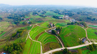 Госпредприятия центрального подчинения Китая вносят активный вклад в подъем деревень