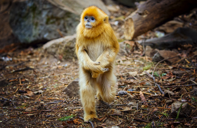 Китайский фотограф получил премию на международном фотоконкурсе за снимок золотистых обезьян
