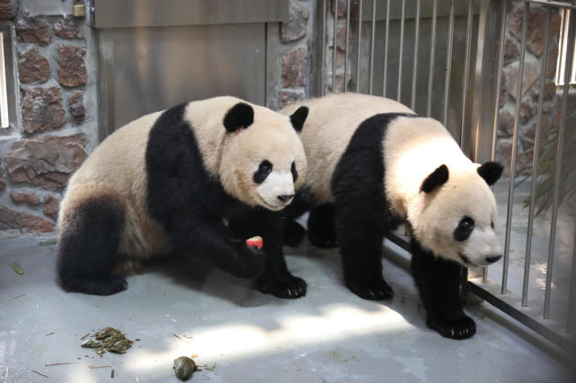 Панды переселяются в новые павильоны в Чэнду